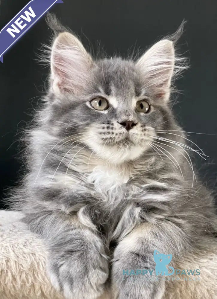 Sanya Maine Coon male blue silver tabby live animals