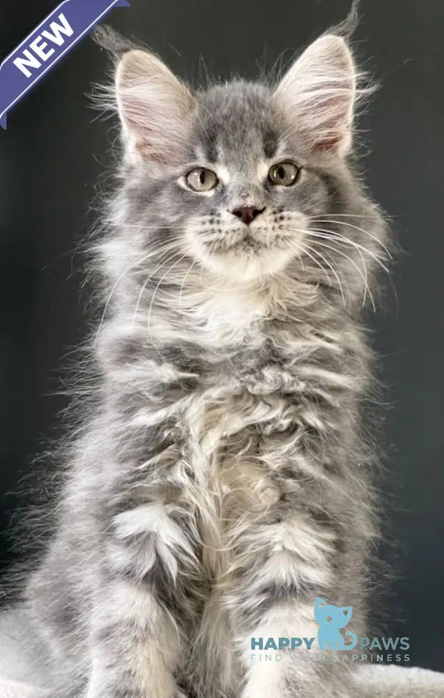 Sanya Maine Coon male blue silver tabby live animals