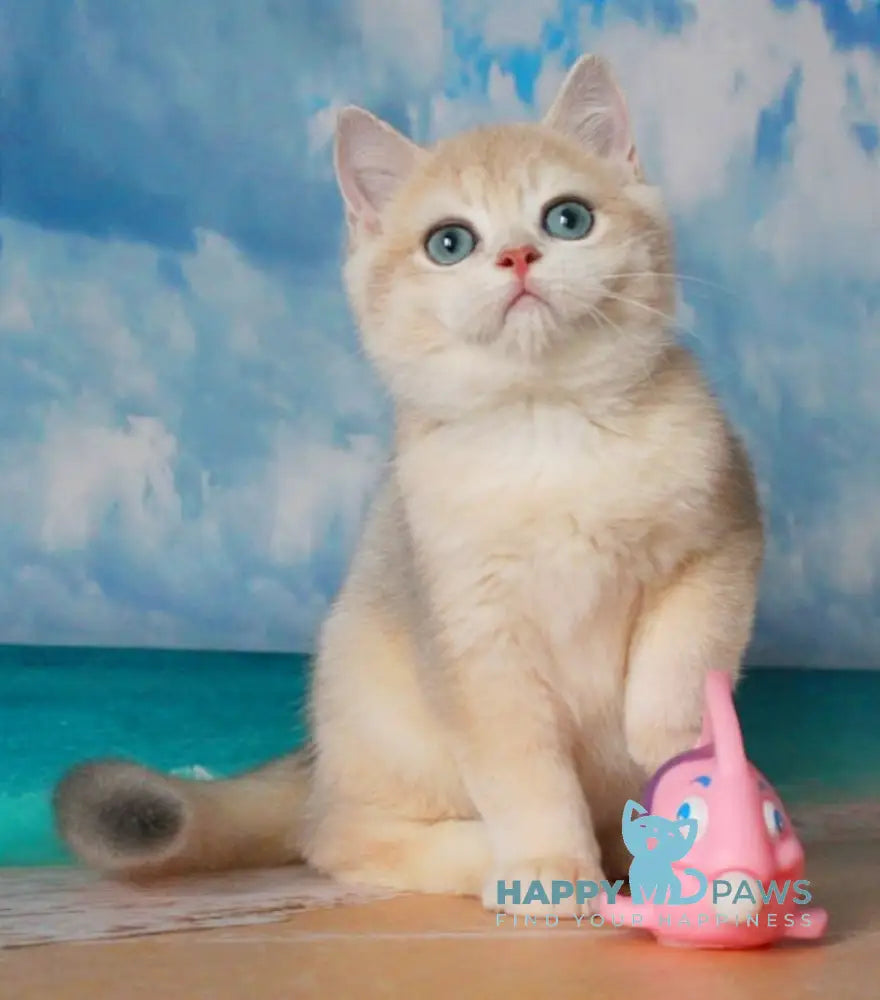Sapfir British Shorthair male blue golden chinchilla live animals