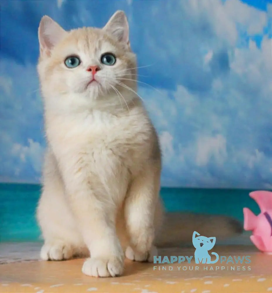 Sapfir British Shorthair male blue golden chinchilla live animals