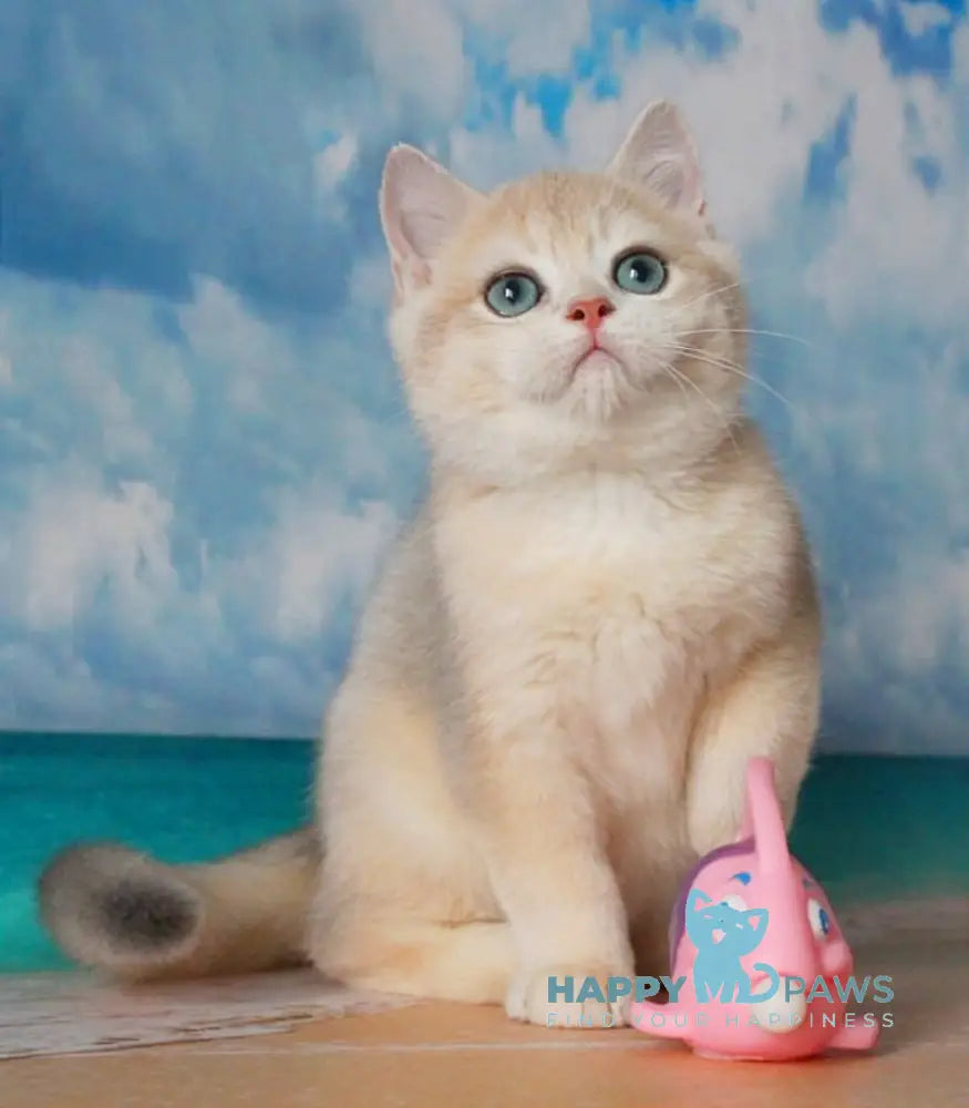 Sapfir British Shorthair male blue golden chinchilla live animals