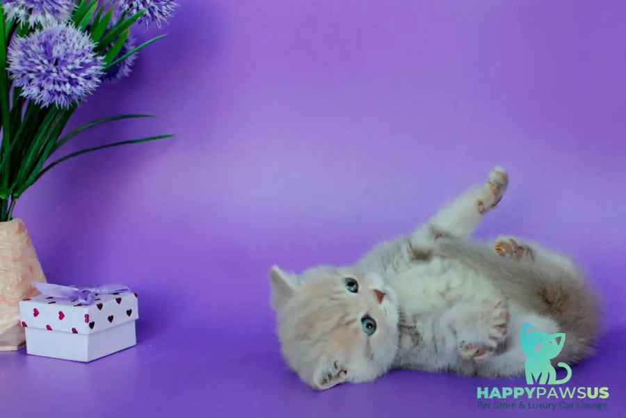 Sapfir British Shorthair male lilac tabby - live animals