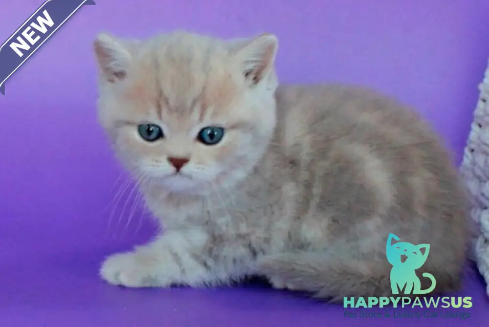 Sapfir British Shorthair male lilac tabby - live animals