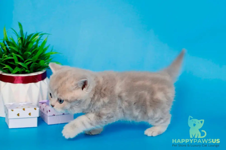 Sapfir British Shorthair male lilac tabby - live animals