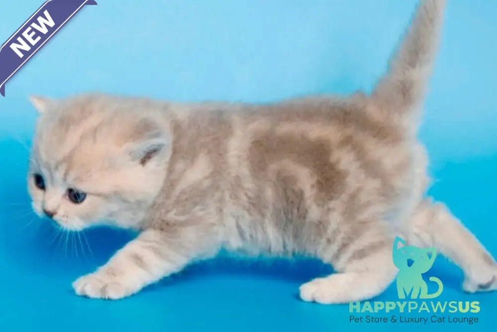 Sapfir British Shorthair male lilac tabby - live animals