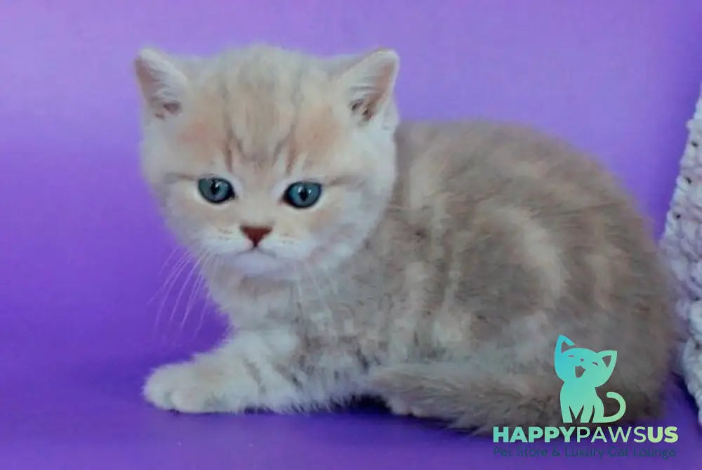 Sapfir British Shorthair male lilac tabby - live animals