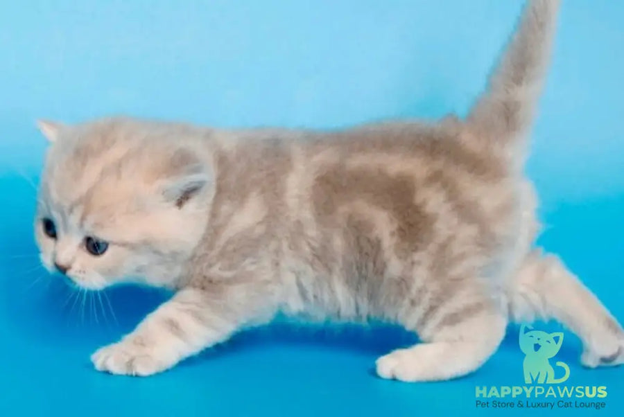 Sapfir British Shorthair male lilac tabby - live animals