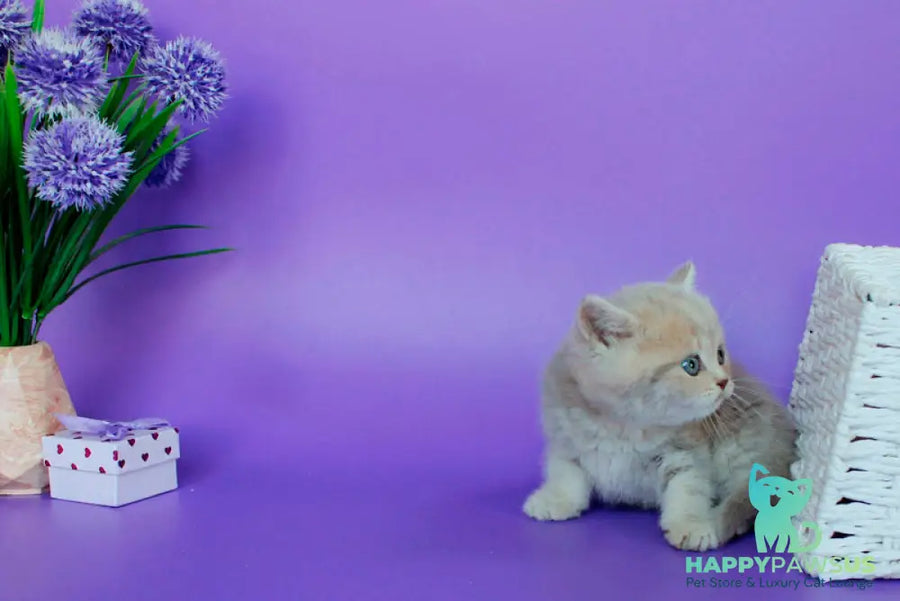 Sapfir British Shorthair male lilac tabby - live animals