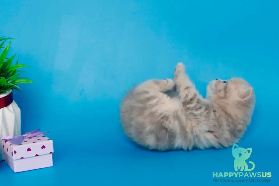 Sapfir British Shorthair male lilac tabby - live animals