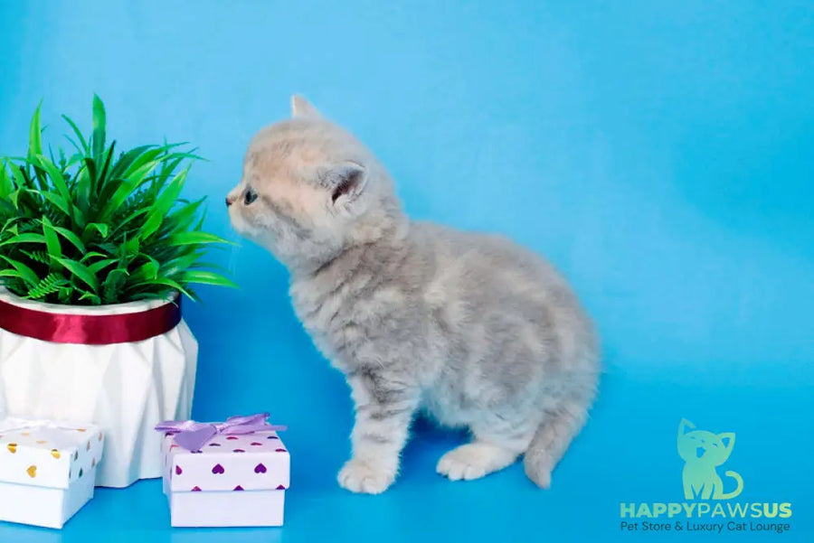 Sapfir British Shorthair male lilac tabby - live animals