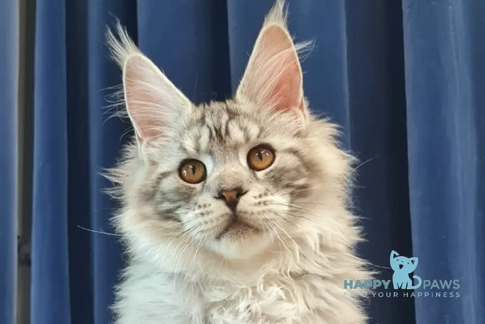 Sapfir Maine Coon male black silver tabby live animals