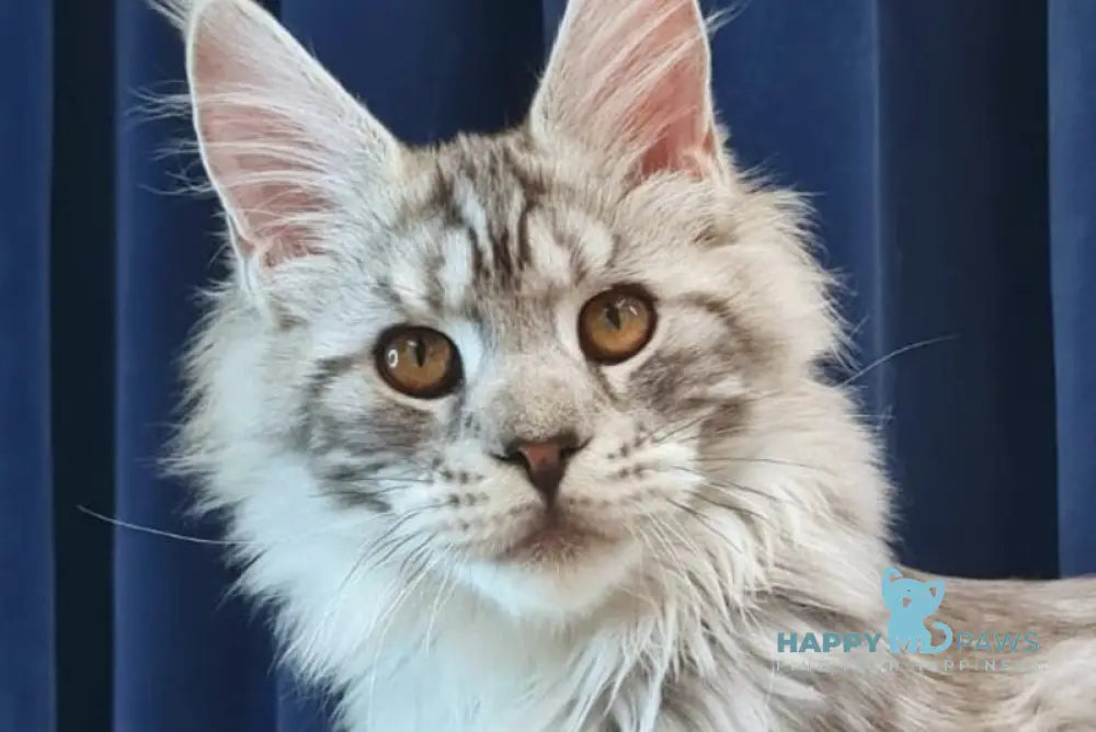 Sapfir Maine Coon male black silver tabby live animals