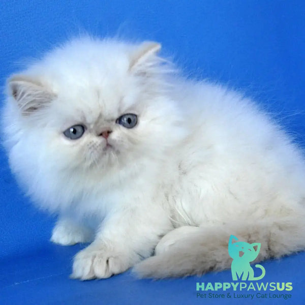 Sapfir Persian male cream pointed - live animals