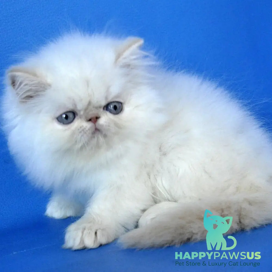 Sapfir Persian male cream pointed - live animals