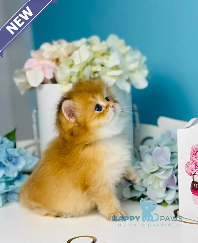Sapfir Scottish Fold male chocolate golden shaded live animals