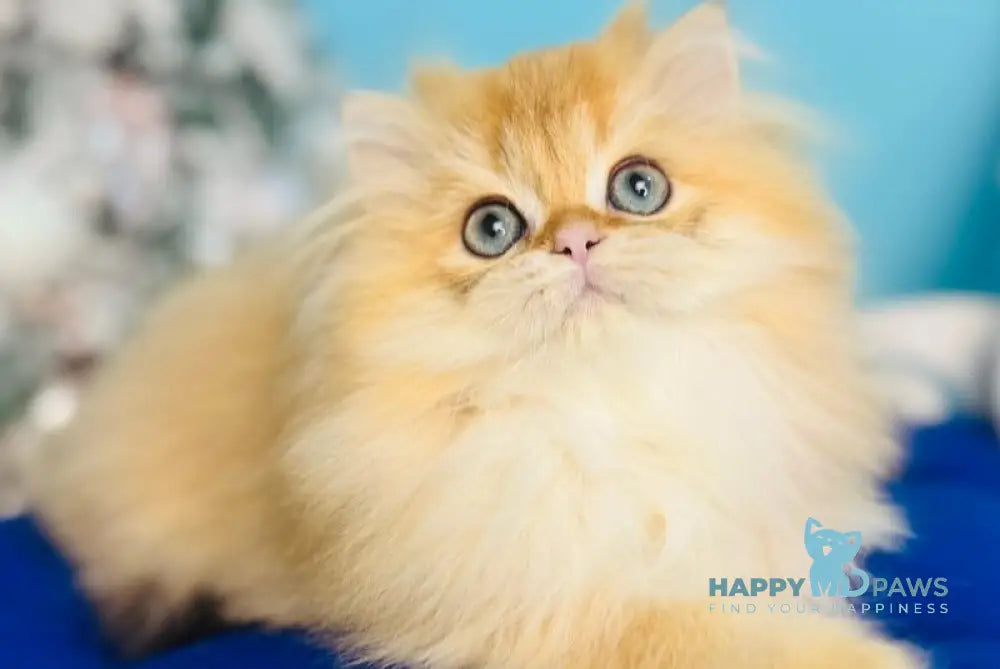 Sapfir Scottish Fold male chocolate golden shaded live animals