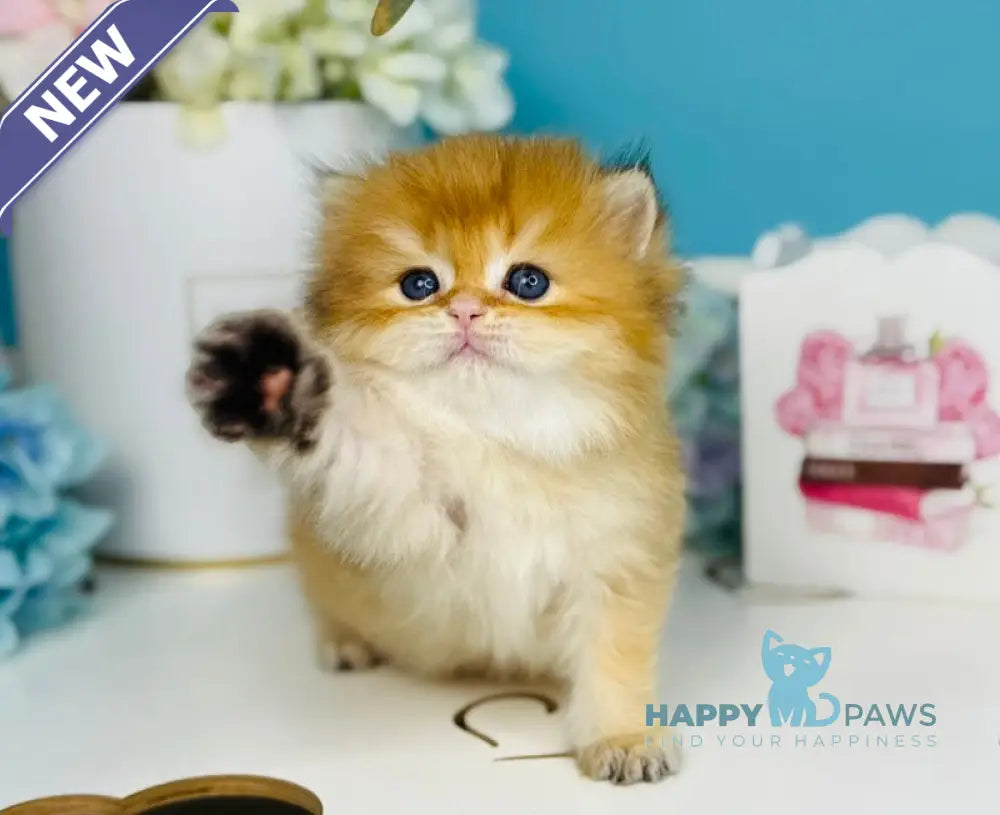 Sapfir Scottish Fold male chocolate golden shaded live animals