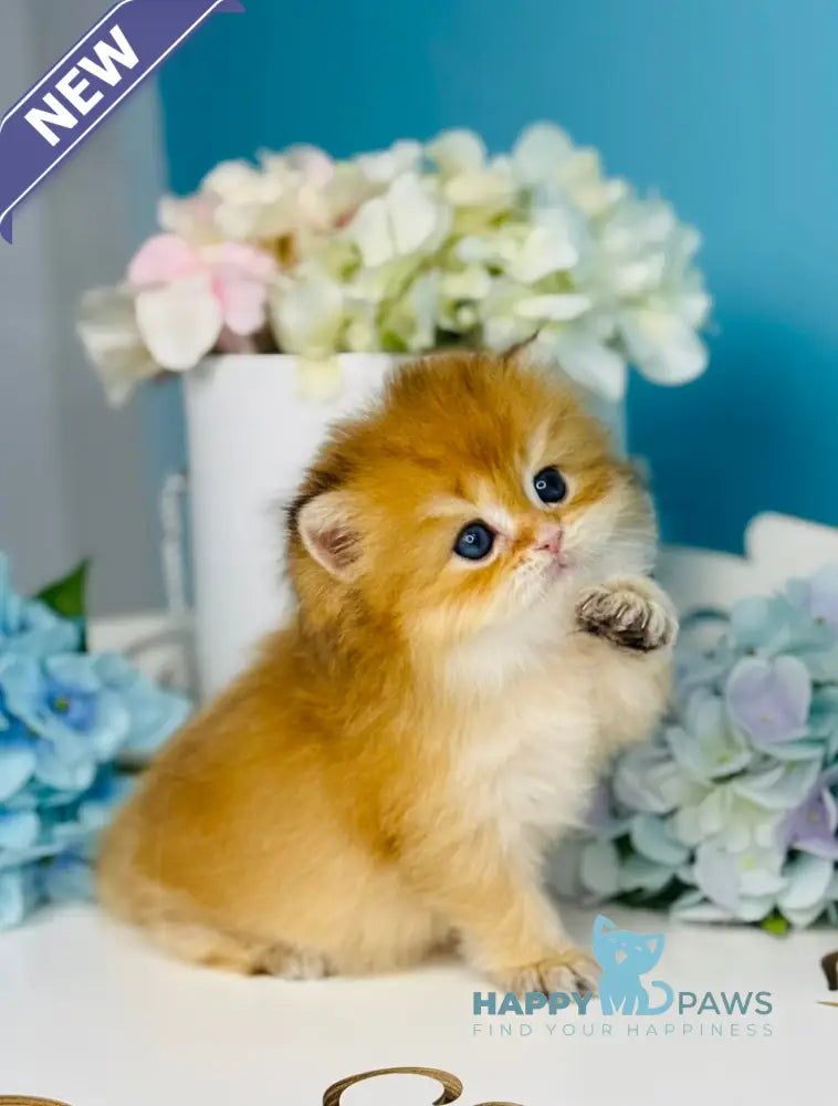 Sapfir Scottish Fold male chocolate golden shaded live animals