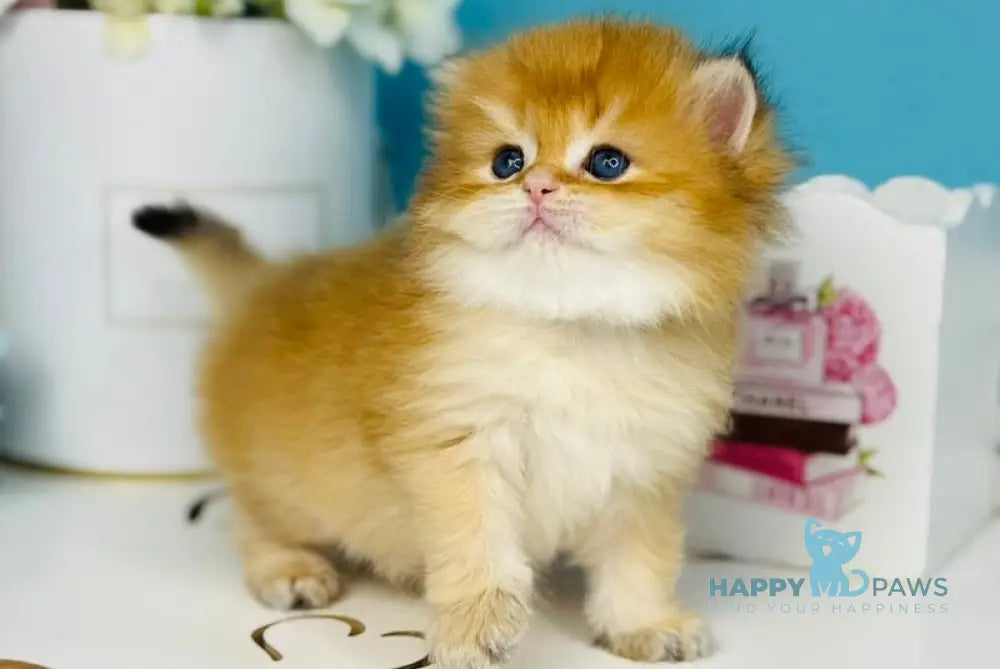 Sapfir Scottish Fold male chocolate golden shaded live animals