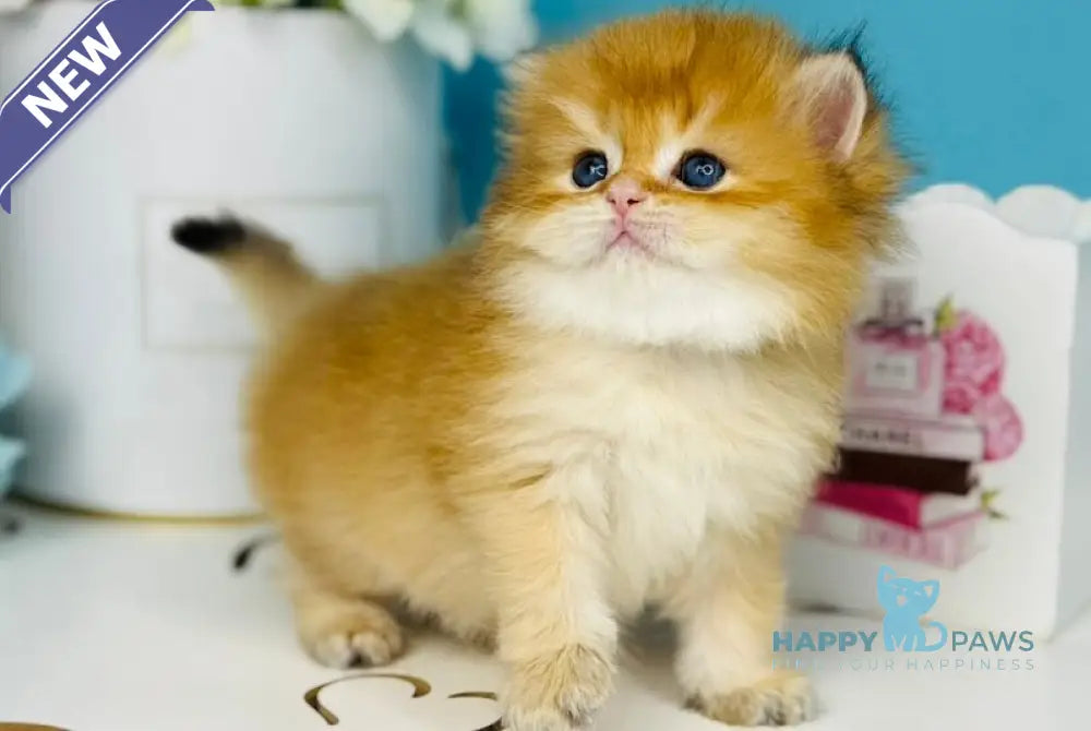 Sapfir Scottish Fold male chocolate golden shaded live animals