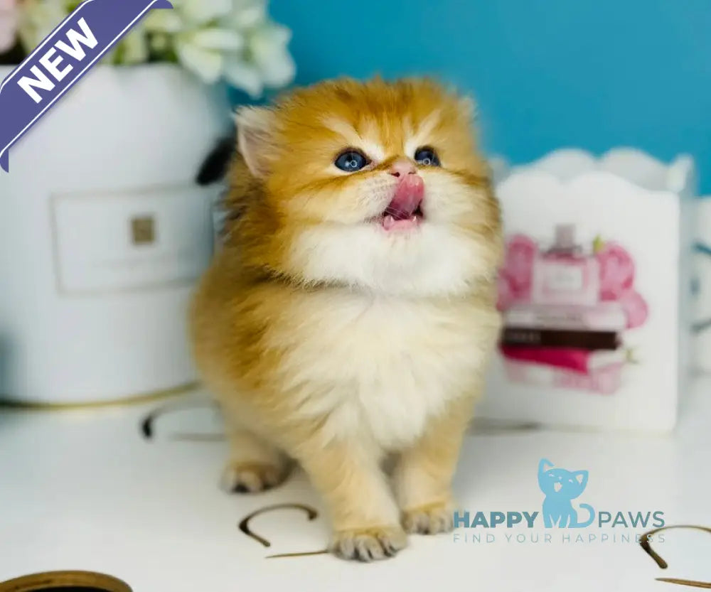Sapfir Scottish Fold male chocolate golden shaded live animals