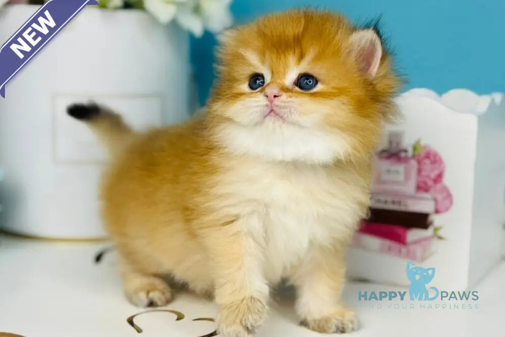 Sapfir Scottish Fold male chocolate golden shaded live animals
