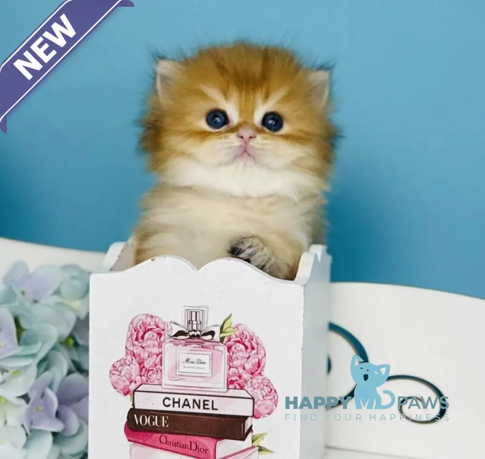 Sapfir Scottish Fold male chocolate golden shaded live animals