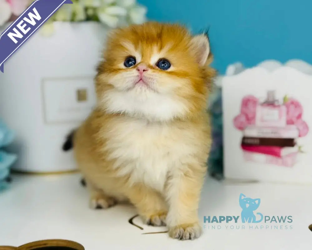 Sapfir Scottish Fold male chocolate golden shaded live animals
