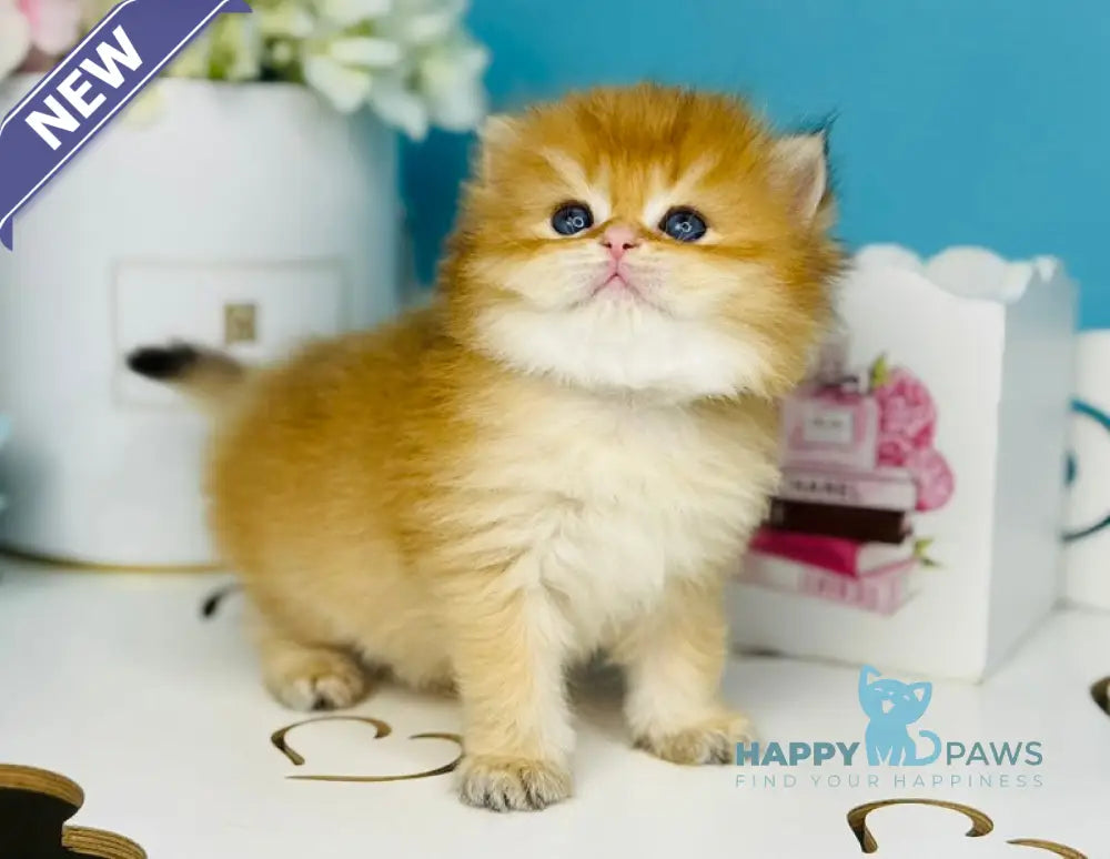 Sapfir Scottish Fold male chocolate golden shaded live animals