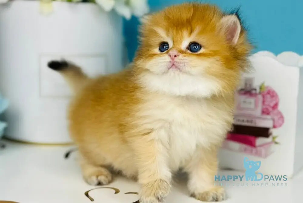 Sapfir Scottish Fold male chocolate golden shaded live animals