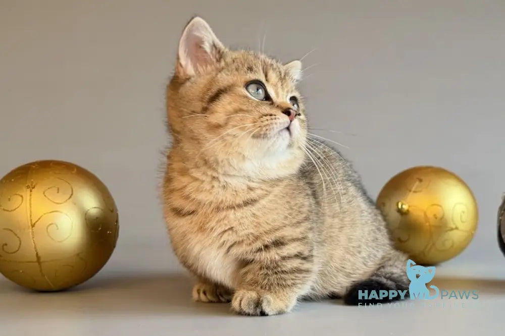 Saphira Munchkin female black golden ticked tabby live animals