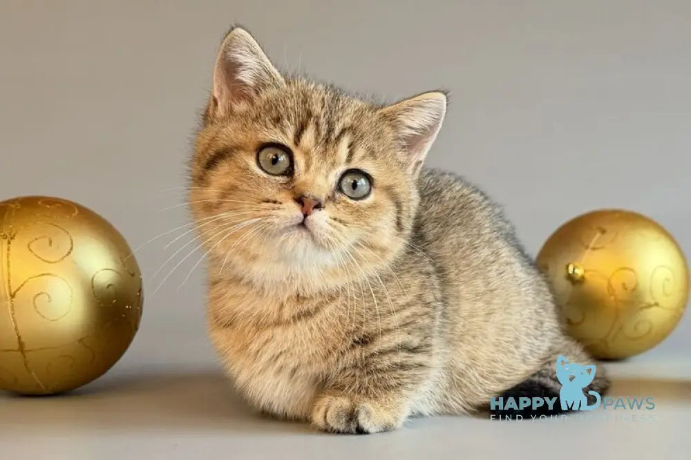 Saphira Munchkin female black golden ticked tabby live animals