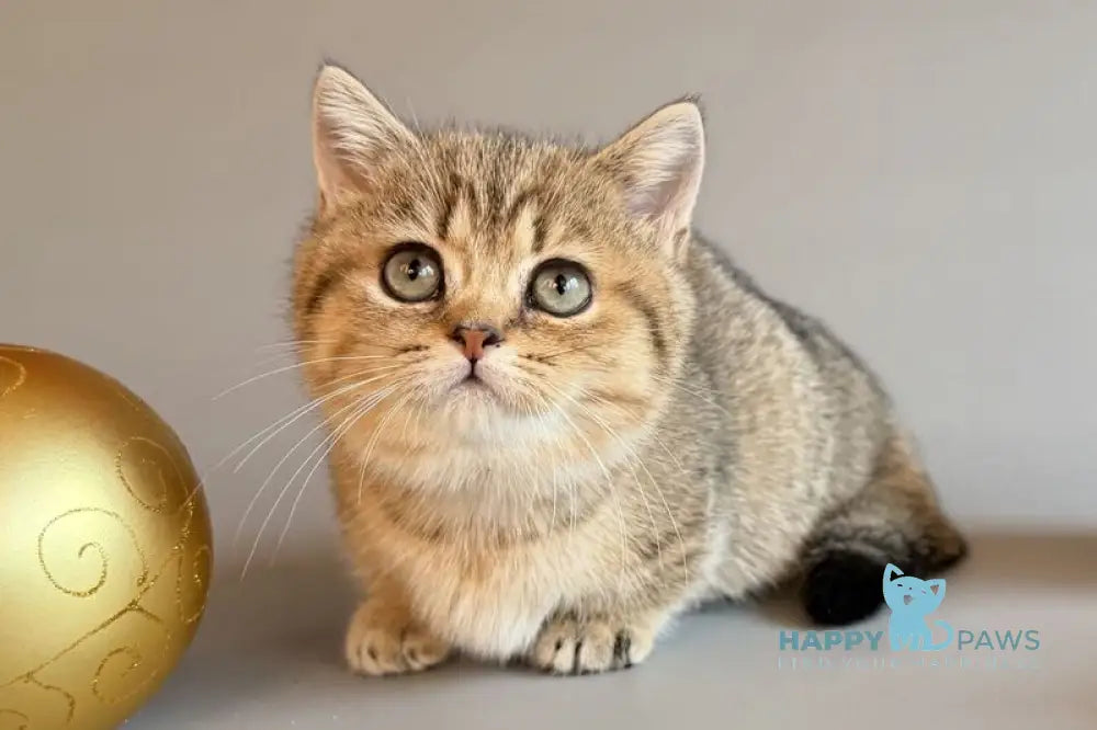 Saphira Munchkin female black golden ticked tabby live animals