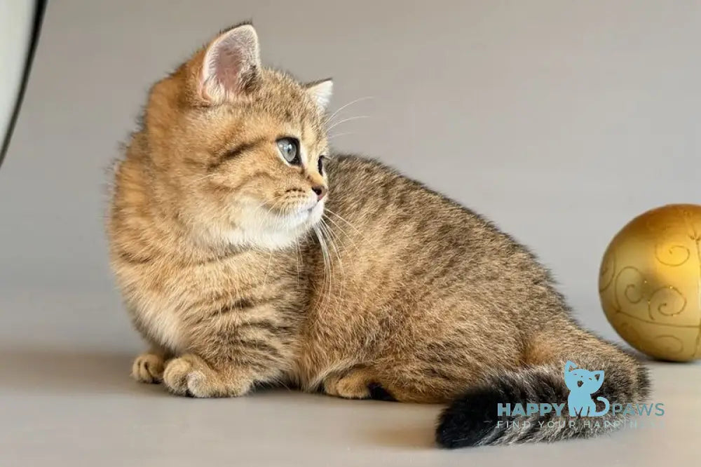 Saphira Munchkin female black golden ticked tabby live animals