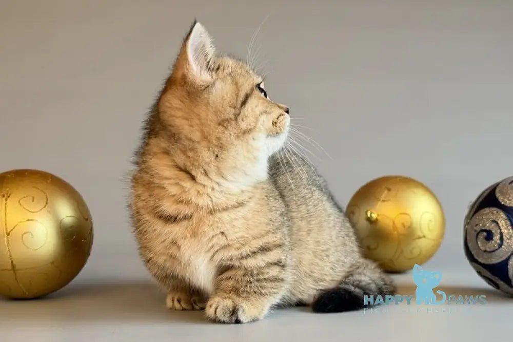 Saphira Munchkin female black golden ticked tabby live animals