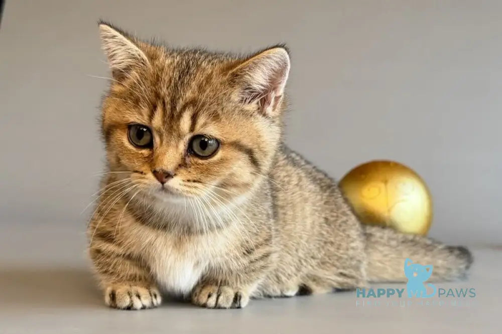 Saphira Munchkin female black golden ticked tabby live animals