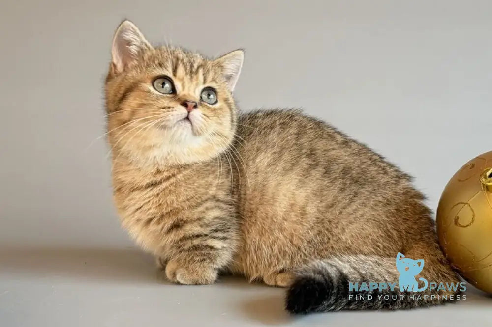 Saphira Munchkin female black golden ticked tabby live animals