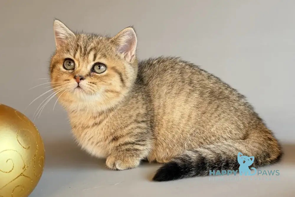 Saphira Munchkin female black golden ticked tabby live animals