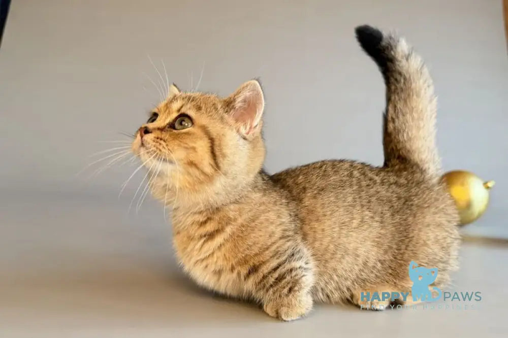 Saphira Munchkin female black golden ticked tabby live animals