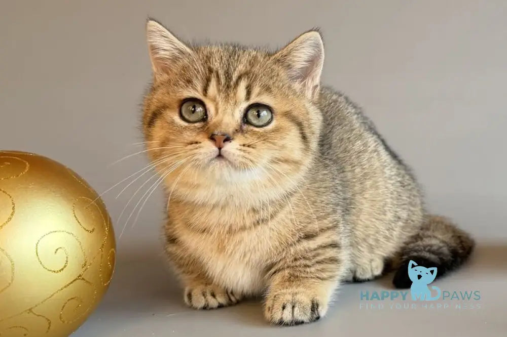 Saphira Munchkin female black golden ticked tabby live animals