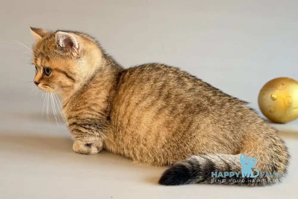 Saphira Munchkin female black golden ticked tabby live animals