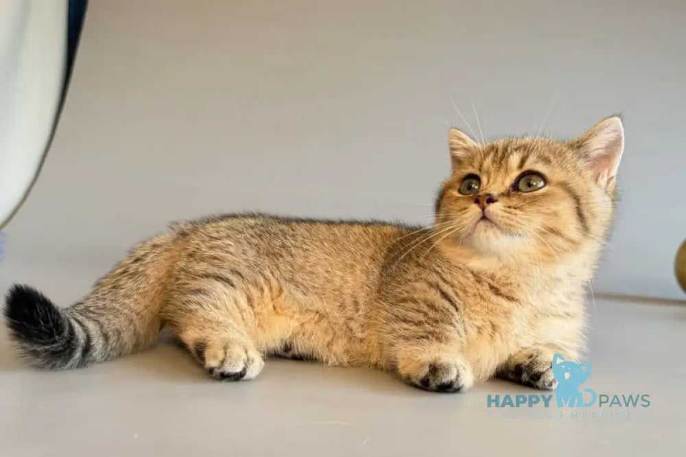 Saphira Munchkin female black golden ticked tabby live animals