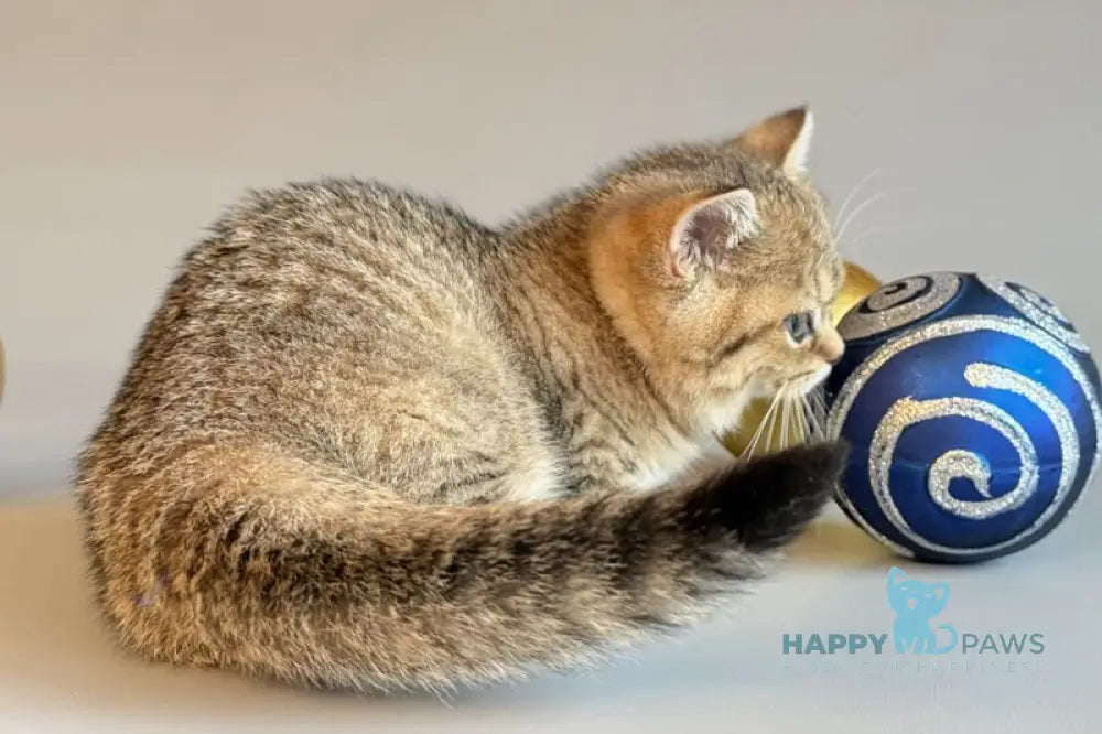 Saphira Munchkin female black golden ticked tabby live animals