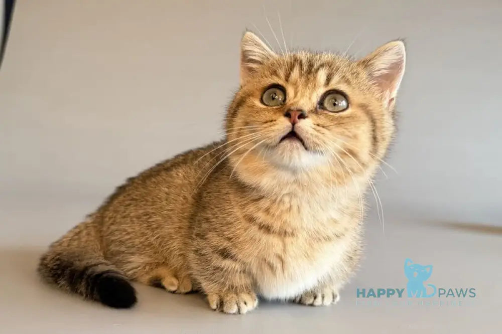 Saphira Munchkin female black golden ticked tabby live animals