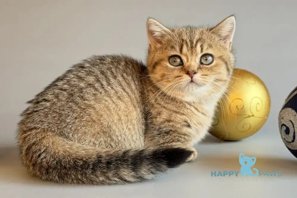 Saphira Munchkin female black golden ticked tabby live animals