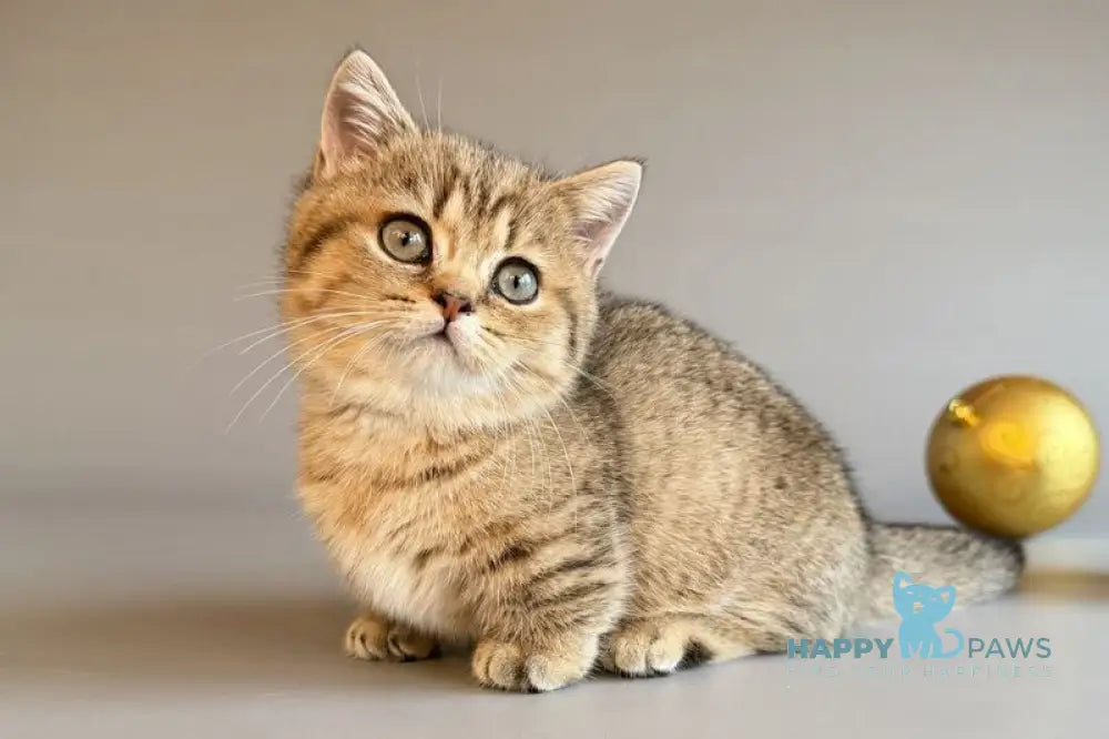 Saphira Munchkin female black golden ticked tabby live animals