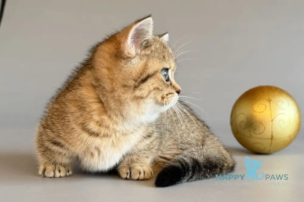 Saphira Munchkin female black golden ticked tabby live animals