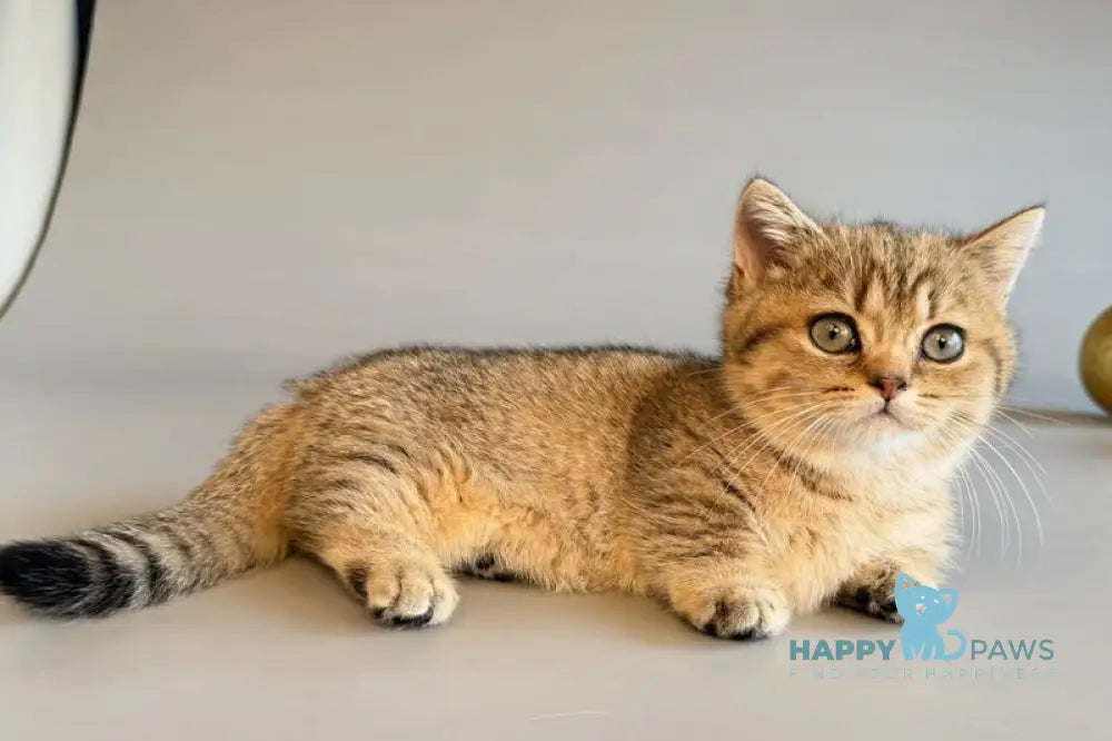 Saphira Munchkin female black golden ticked tabby live animals