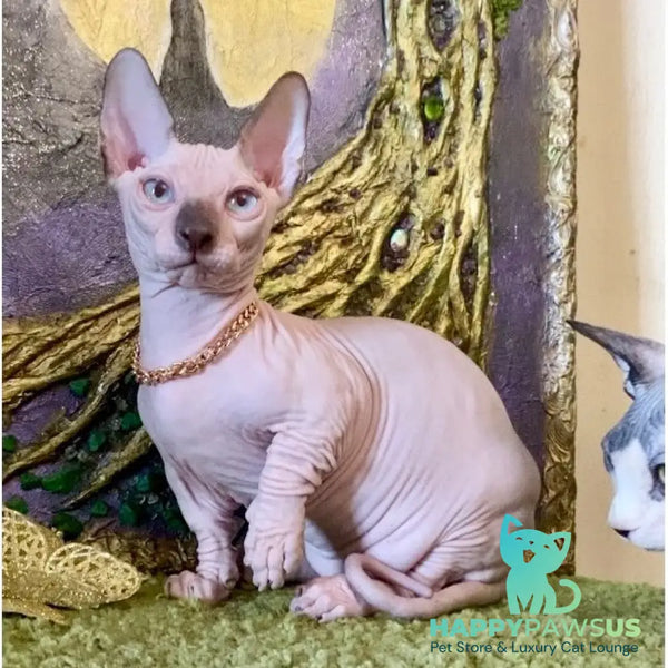 Sapphire Bambino male black pointed - live animals