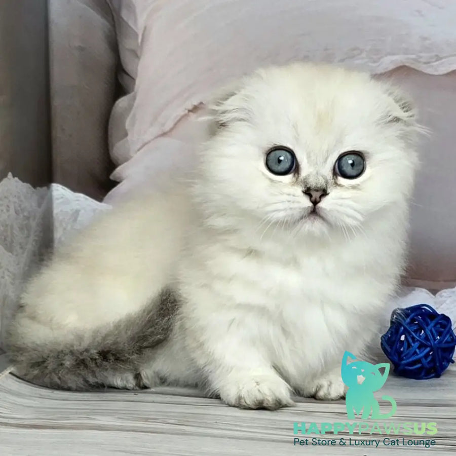Sapphire Munchkin female black silver shaded pointed - live animals